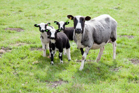 sheep and three lambs standing and gazing in meadowの写真素材