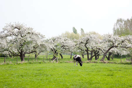black and white cow in front of blossoming fruit trees in the Netherlands near Utrechtの写真素材