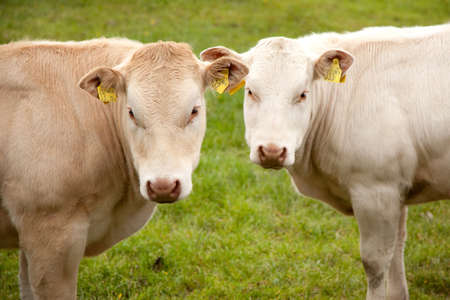 two light brown calfs in meadow looking into the camera