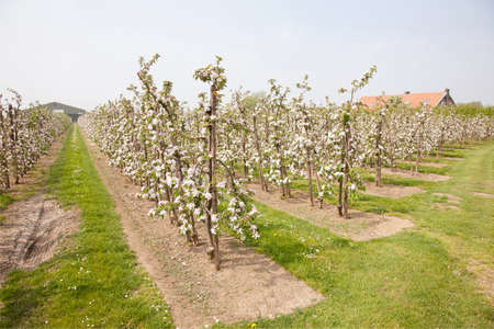 blooming apple orchard and farm house in The Netherlands near Utrechtの写真素材