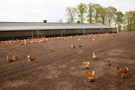 brown outside chicken at poultry farm in The Netherlandsの写真素材
