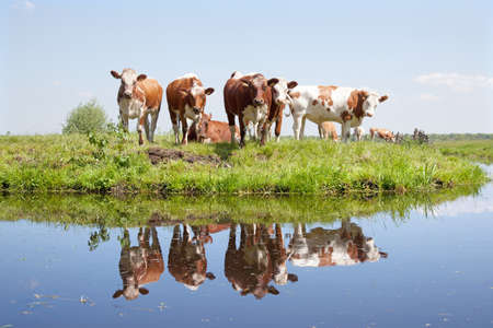 young cows in a meadow reflected in waterの写真素材