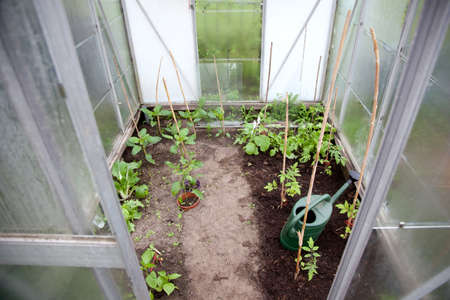 young plants and watering can in small greenhouseの写真素材