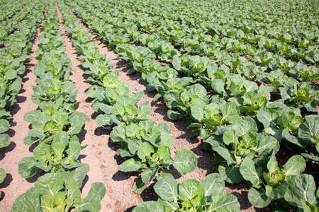 rows of green cabbage on field on sunny dayの写真素材