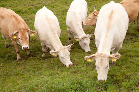 white and brown cows in  meadow in the netherlandsの写真素材