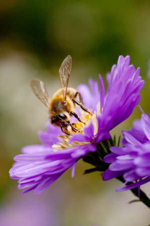 bee feeding on purple flowerの写真素材