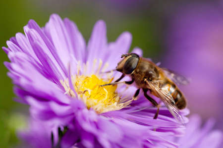 bee harvesting nectar on purple autumnal flowerの写真素材