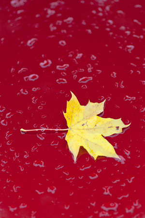 part of red car with maple autumn leafの写真素材
