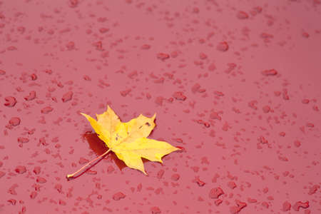 red paint on car with maple leaf and raindropsの写真素材