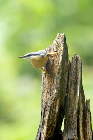 nuthatch on old tree stump against green background