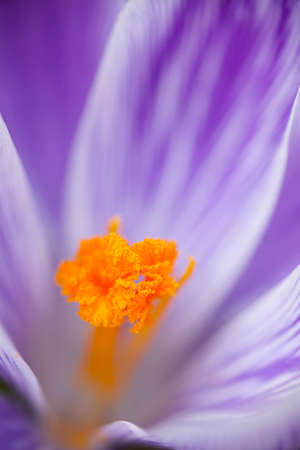 extreme closeup of purple crocus