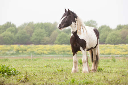 white and brown horse in spring meadowの写真素材
