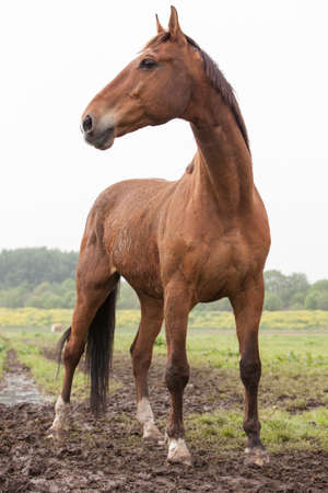 brown horse standing in meadow with pricked earsの写真素材