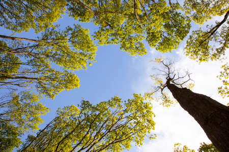 fresh leaves of oak trees against blue sky