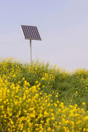 rapeseed and solar panel with blue skyの写真素材