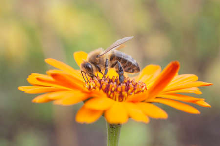 bee collecting honey on orange marigoldの写真素材