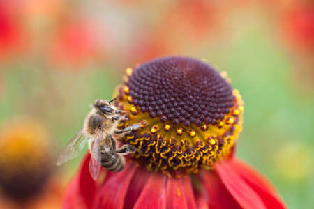 bee collecting honey on top of red daisyの写真素材