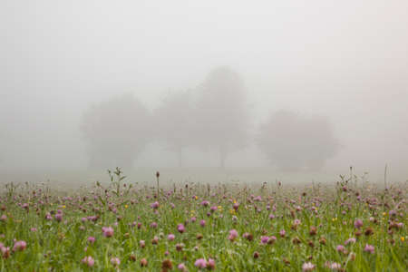 field full of flowers in the French Jura region in morning mistの写真素材