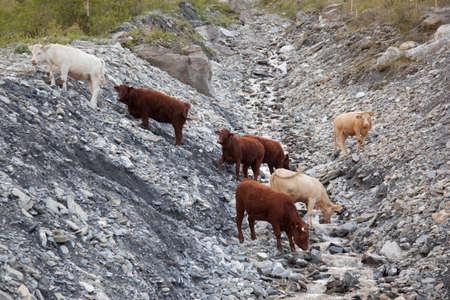 cows drinking from stream in beautiful mountain landscape of the haute savoie in france