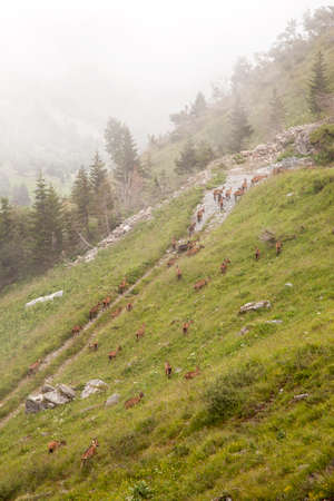 brown goats in the french alps of the haute savoieの写真素材