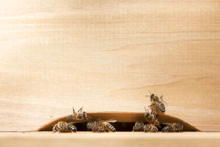 lot of bees at entrance to beehiveの写真素材