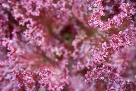 closeup of curly leaves of lollo rosso lettuceの写真素材