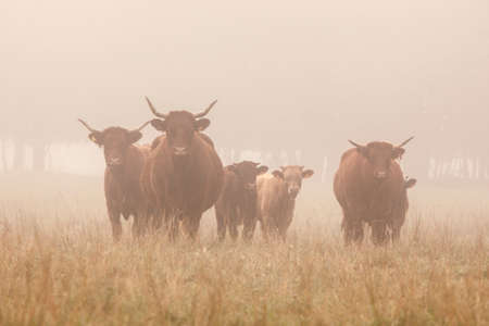 long horned cattle in the morning mist of the french Jura region の写真素材