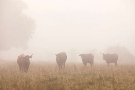 long horned cattle in the morning mist of the french Jura regionの写真素材