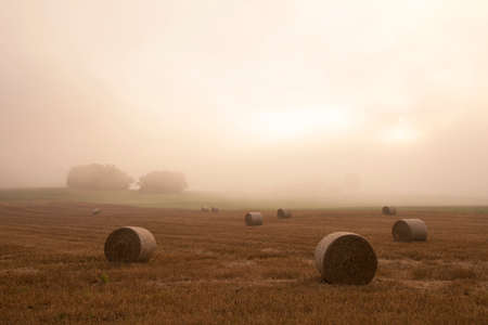 field in the French Jura region in morning mist