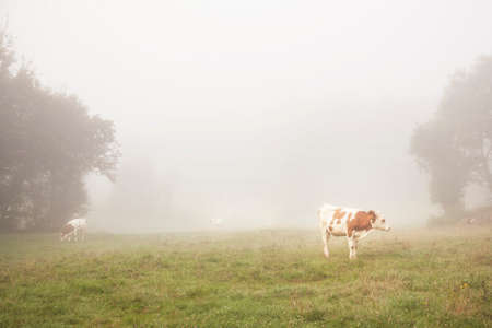 red and white cattle in the morning mist of the french Jura regionの写真素材