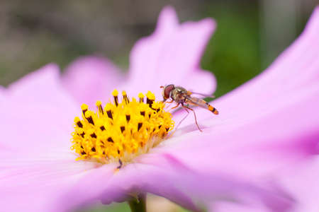 hoverfly sucking honey from yellow heart of pink flowerの写真素材
