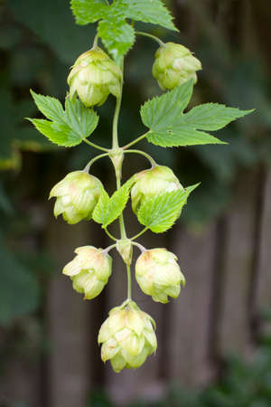 blooming common hop of the cannabaceae familyの写真素材