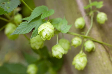 blooming common hop of the cannabaceae familyの写真素材