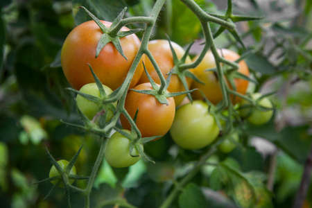 orange and green tomatoes hanging fron plantの写真素材