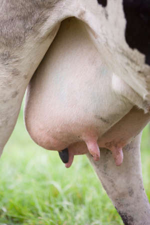 full udder of black and white cow in meadowの写真素材