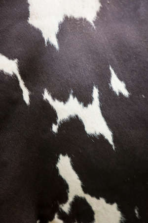 part of cowhide in black and white