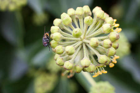 fly rubbing its legs on flower of hederaの写真素材