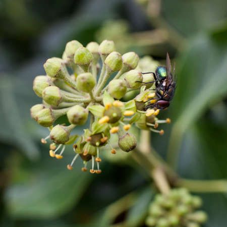 green fly sitting on flower of hedera helixの写真素材