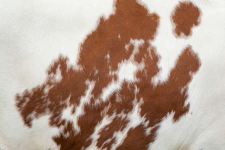 part of the pattern on hide of red and white cowの写真素材