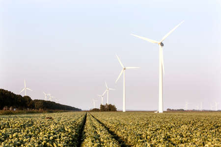 wind turbines and green cabbage field in the province Flevoland in the Netherlandsの写真素材