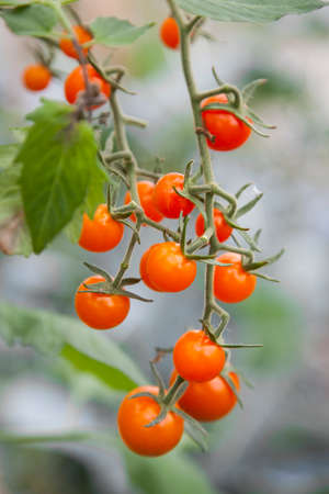 bunch of small ripe tomatoes hanging from plantの写真素材