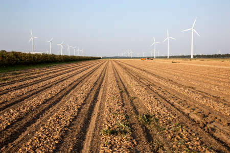 wind turbines and onion field in the Netherlands during harvestの写真素材