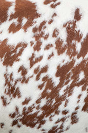 part of the pattern on hide of red and white cowの写真素材
