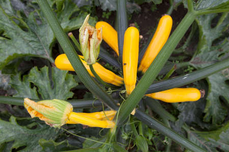 yellow cucumbers on plant in vegetable gardenの写真素材