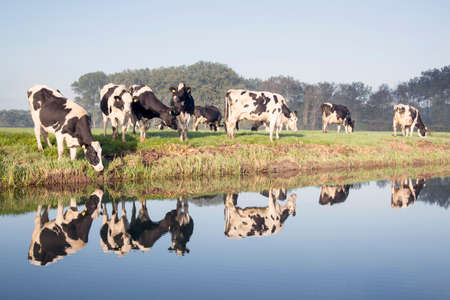 cows in a meadow near zeist in the Netherlands with reflections in the water of a canalの写真素材