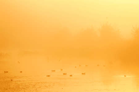 ducks at sunrise in the Netherlands on the estate of Oostbroek near utrechtの写真素材