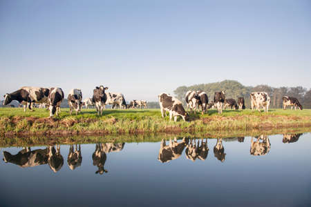 cows in a meadow near zeist in the Netherlands with reflections in the water of a canalの写真素材