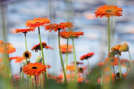 many orange gerbera flowers with blue sky backgroundの写真素材