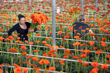 women collect flowers in professional greenhouse in hollandのeditorial素材