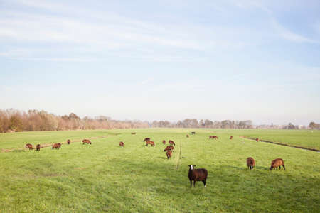 brown sheep in dutch meadow near utrecht in the netherlandsの写真素材